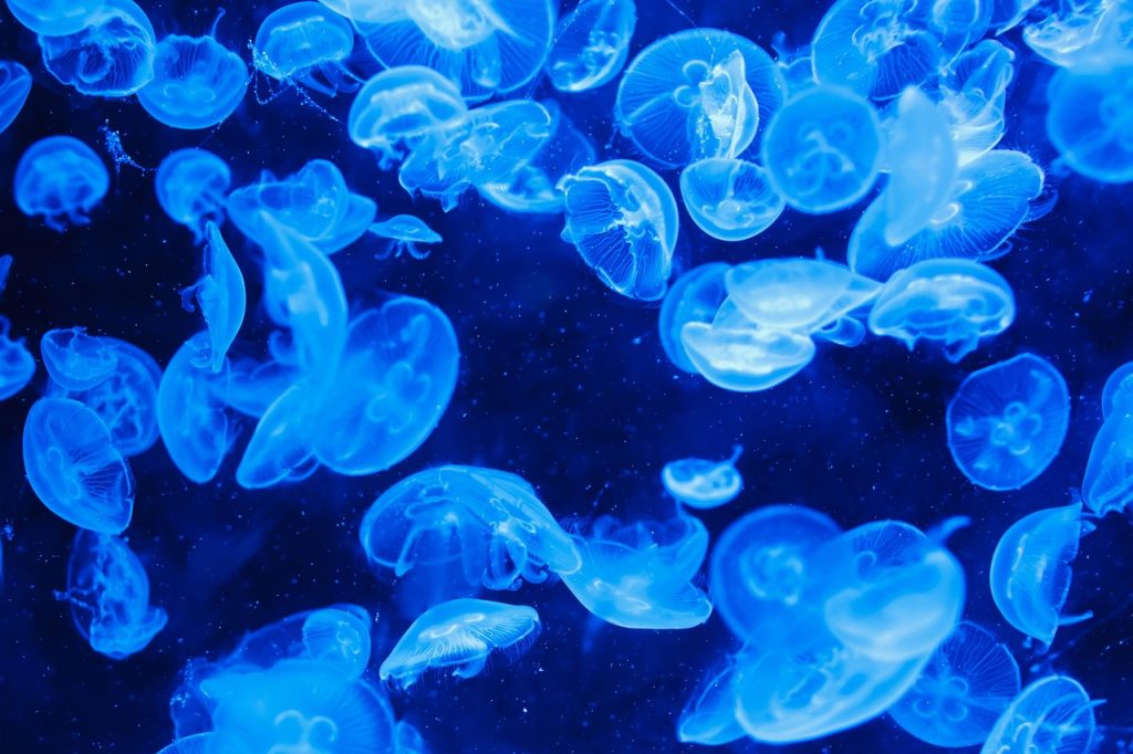 Unlocking the Mysteries of the Sea: Ocean Currents Explained Unlocking the Mysteries of the Sea: Ocean Currents Explained